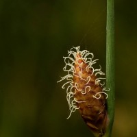 Lepironia articulata (Retz.) Domin